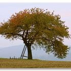 Baum im Herbst