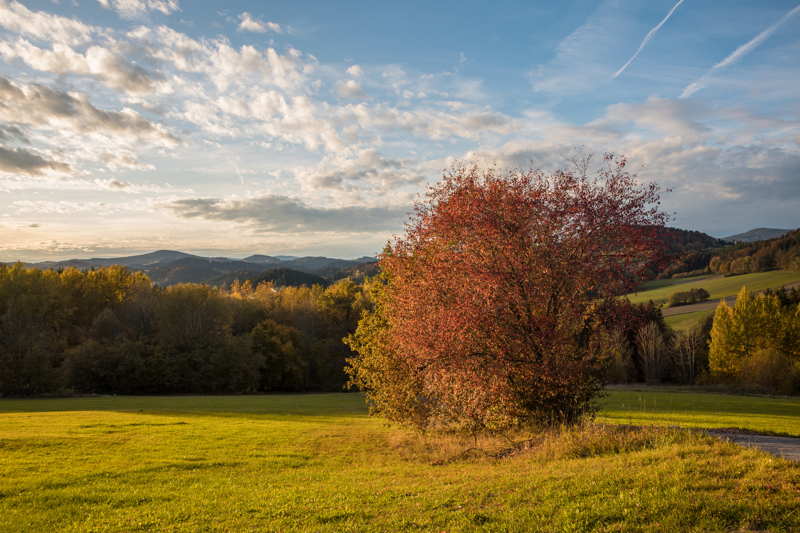 Baum im Herbst