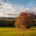 Baum im Herbst