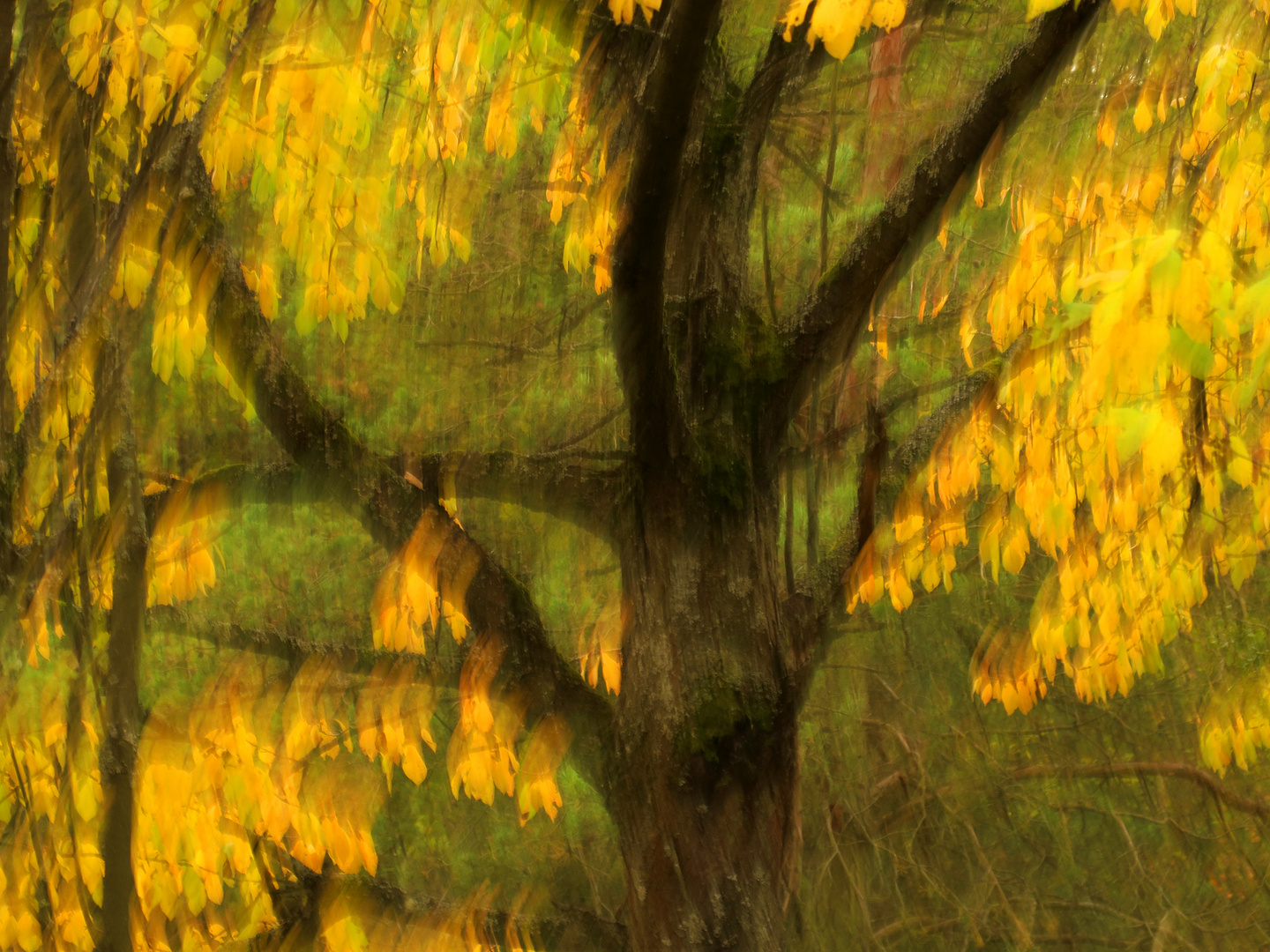 Baum im Herbst - ICM