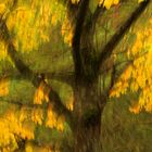 Baum im Herbst - ICM