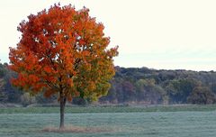 Baum im Herbstgewand