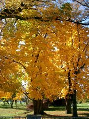 Baum im Herbstgewand