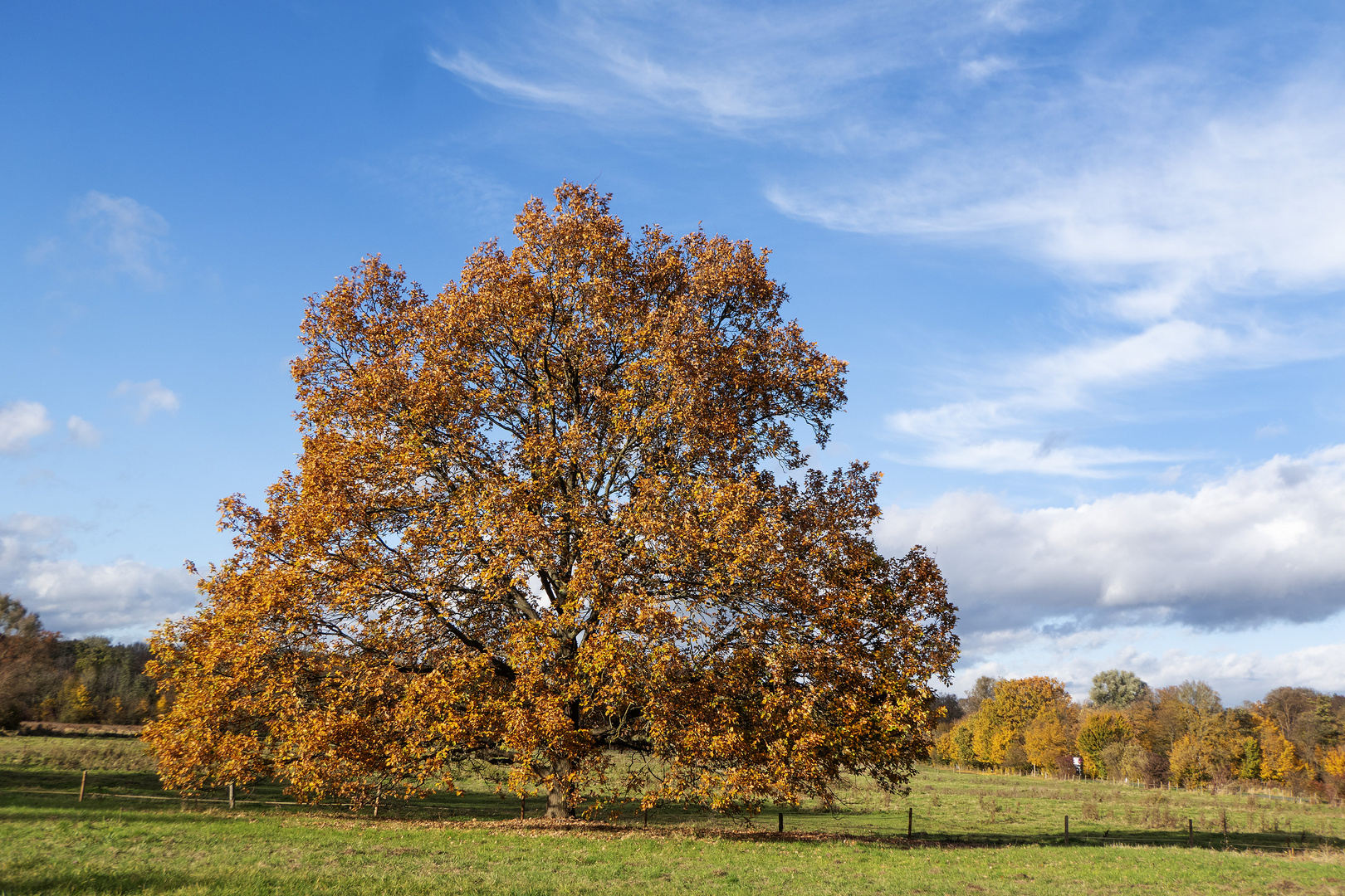 Baum im Herbstkleid