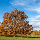 Baum im Herbstkleid