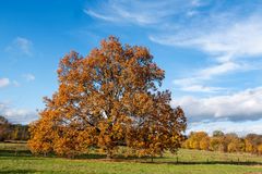 Baum im Herbstkleid