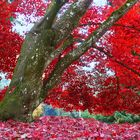 Baum im Herbstkleid