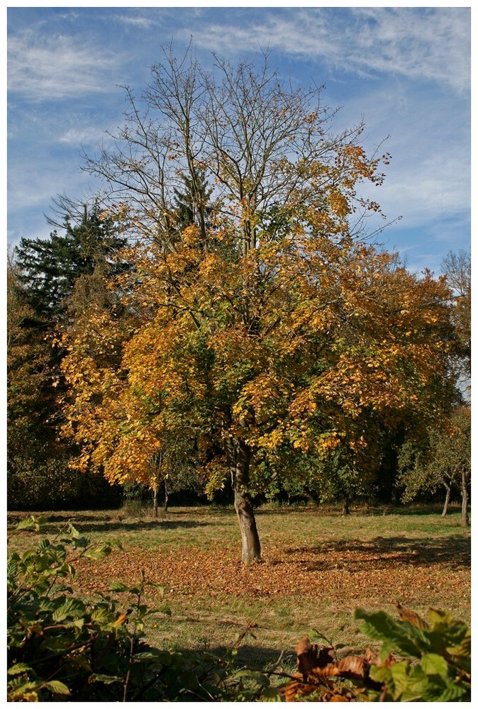 Baum im Herbstkleid