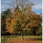 Baum im Herbstkleid