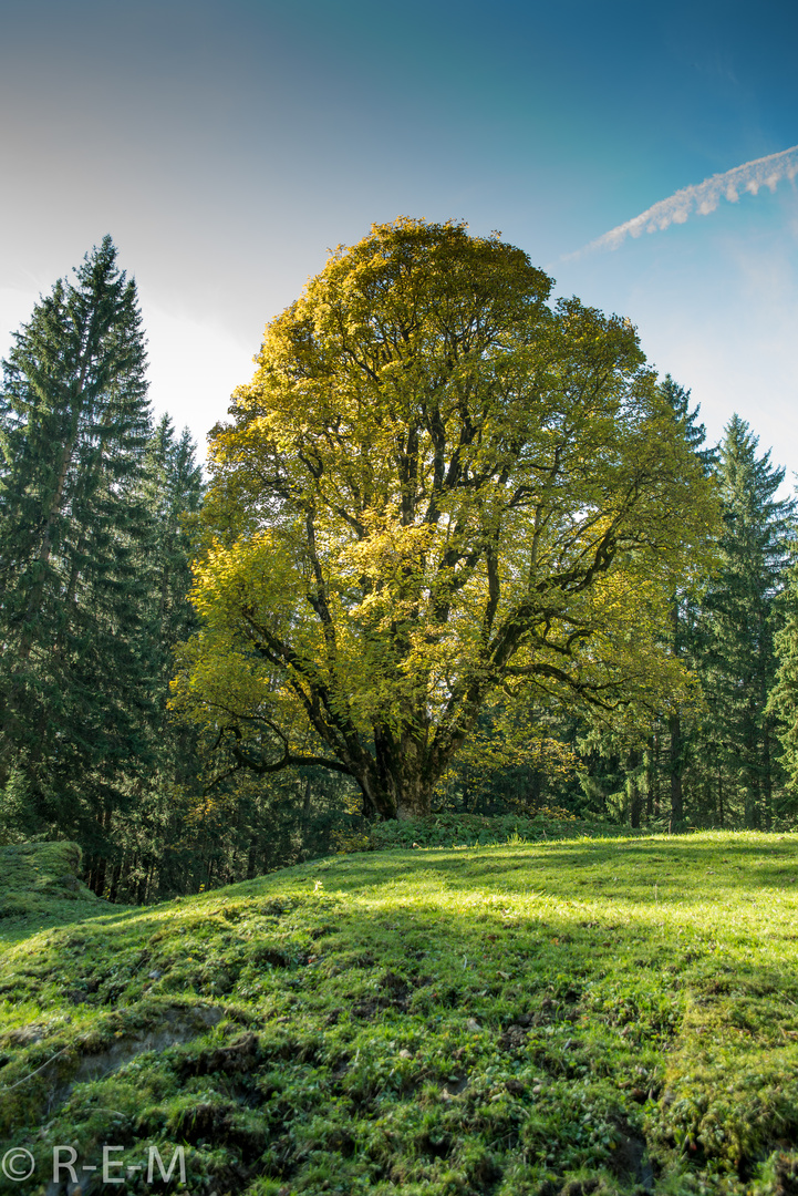 Baum im Herbstkleid