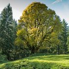 Baum im Herbstkleid