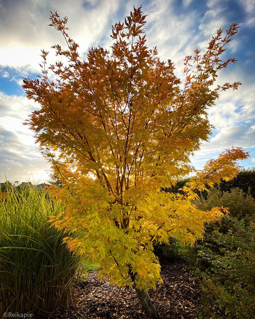 Baum im Herbstkleid