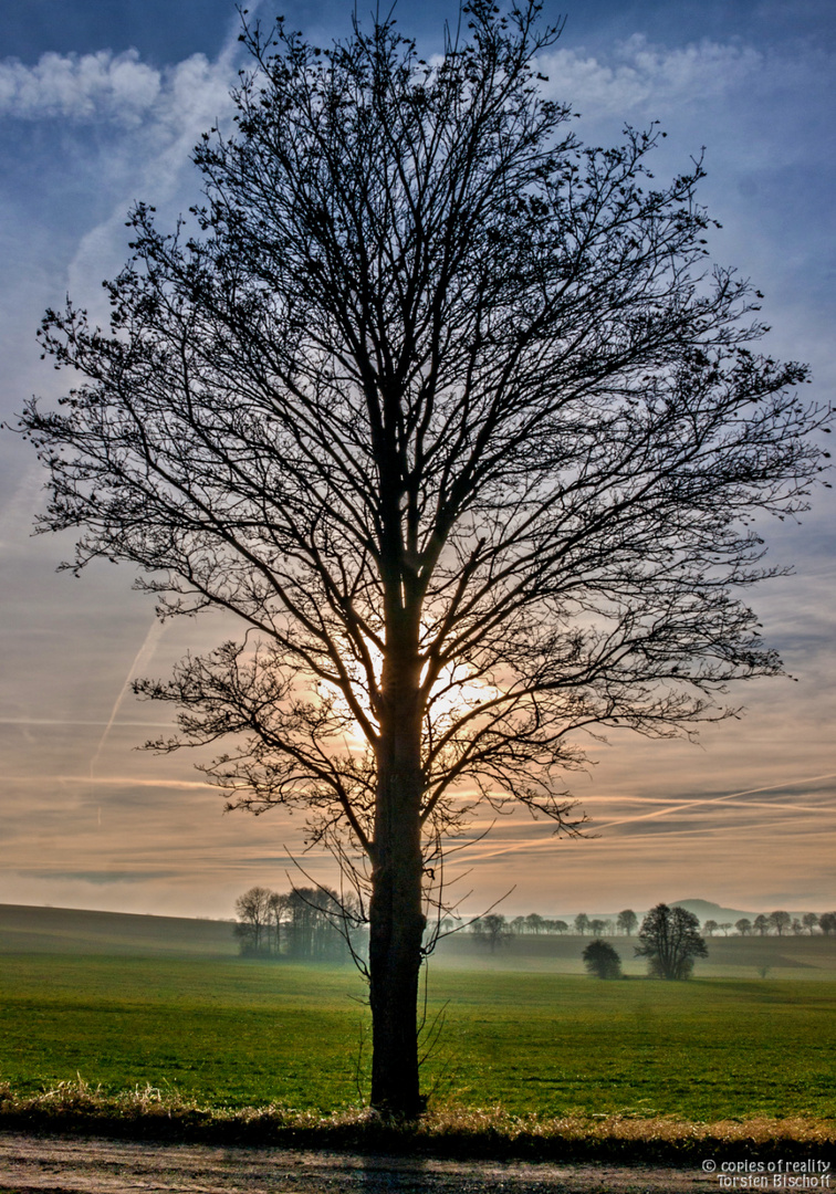 Baum im herbstlich dunstigen Gegenlicht