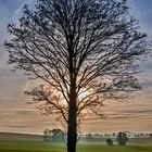 Baum im herbstlich dunstigen Gegenlicht