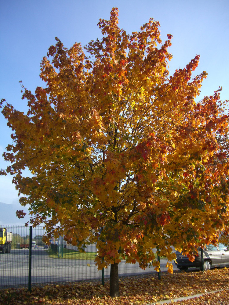 Baum im herbstlichen Gewand in Kärnten