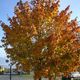 Baum im herbstlichen Gewand in Krnten