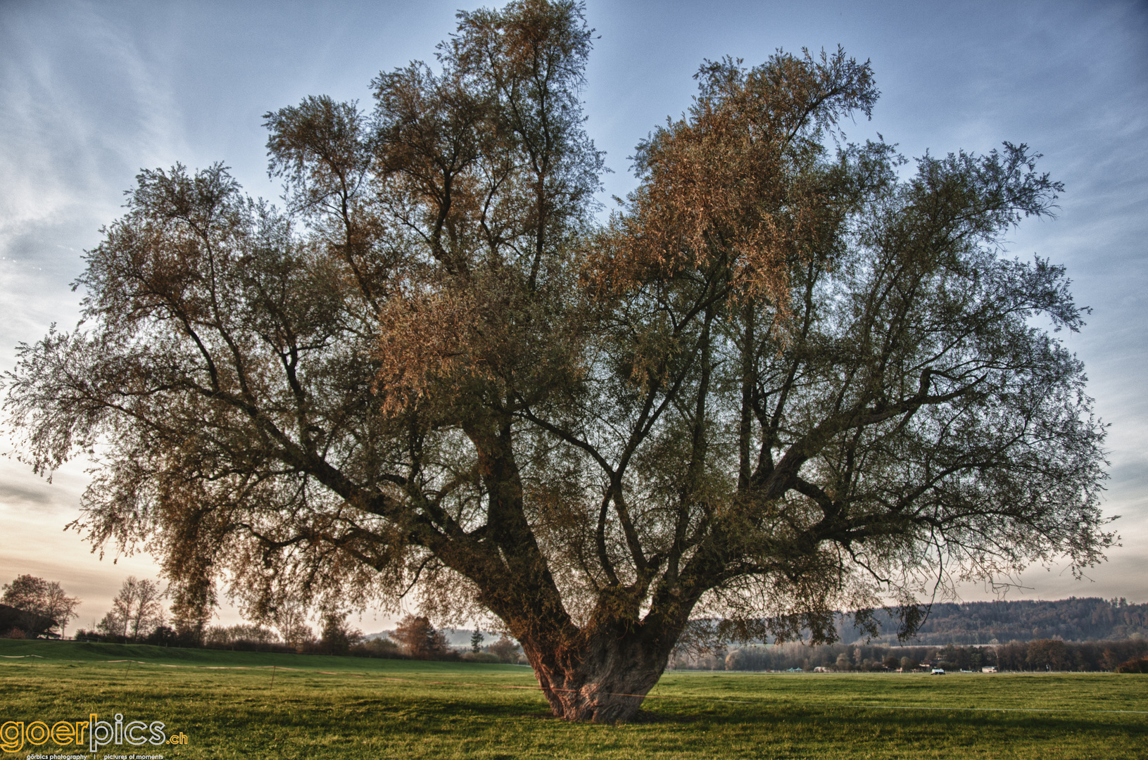 Baum im herbstlichen Sonnenlicht (in HDR)