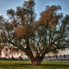 Baum im herbstlichen Sonnenlicht (in HDR)