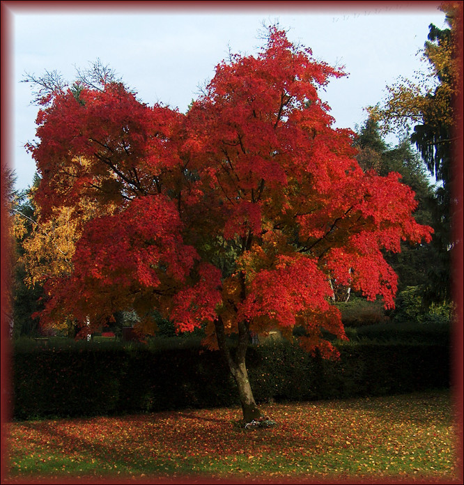 Baum im Herbstlook