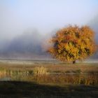 Baum im Herbstnebel