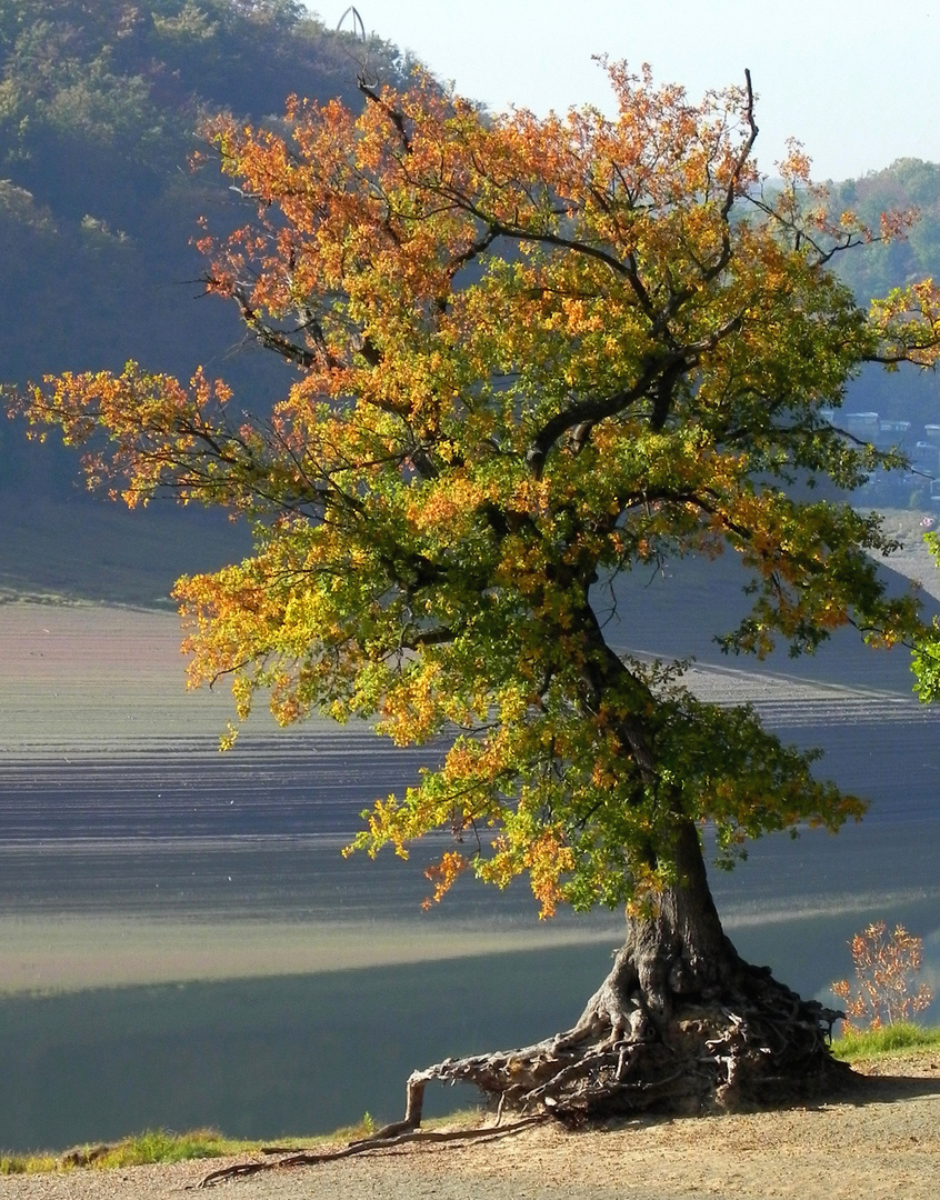 Baum im Herbstschmuck am wasserarmen Edersee