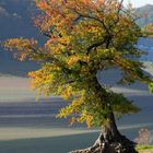 Baum im Herbstschmuck am wasserarmen Edersee