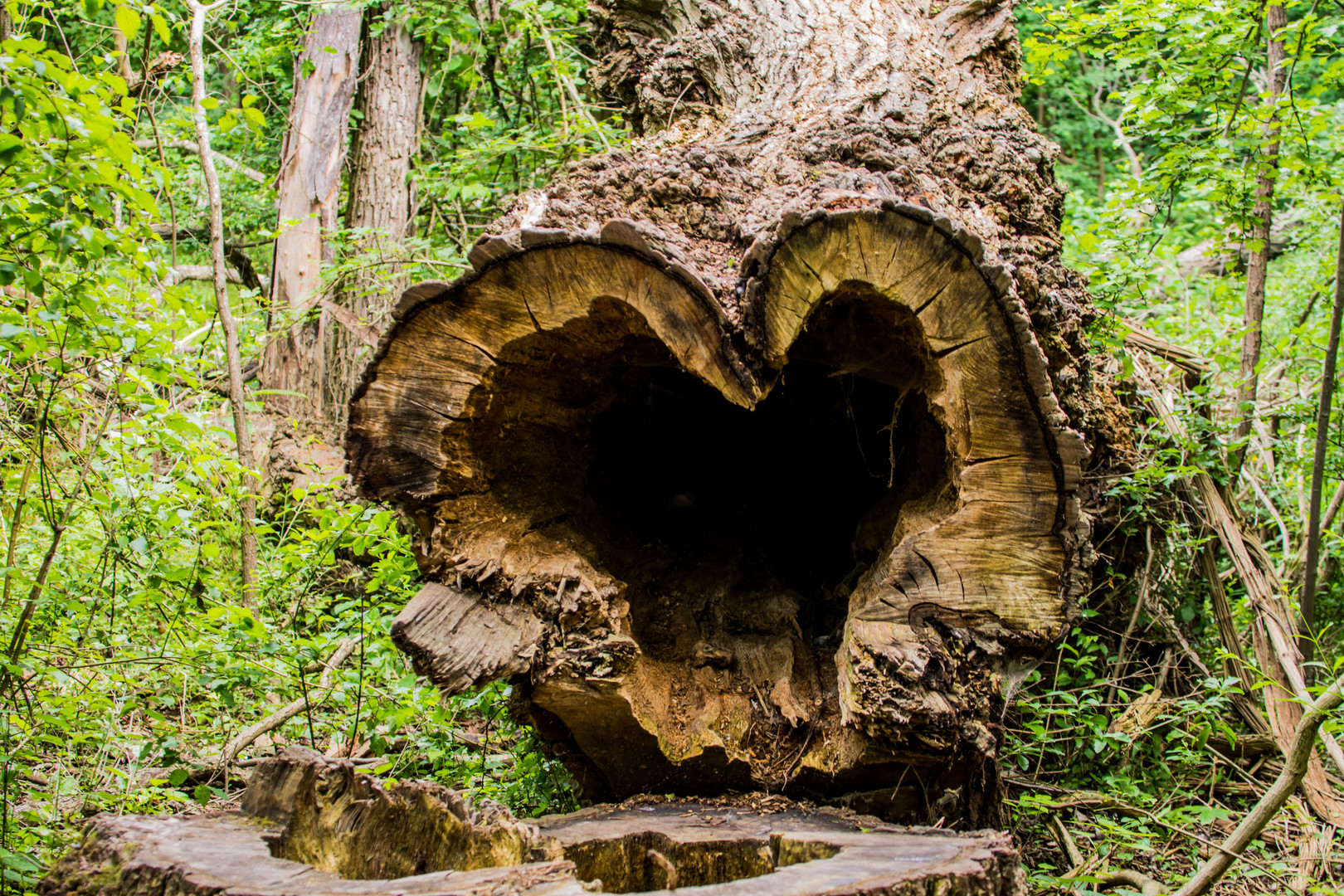 Baum im herz Form 