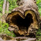 Baum im herz Form 