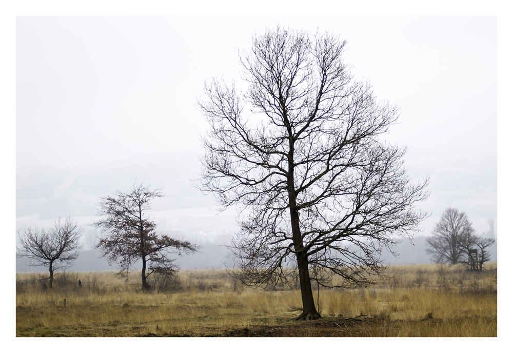 Baum im Hiller Moor 2. Versuch