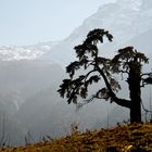 Baum im Himalaya