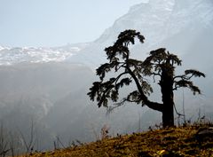 Baum im Himalaya