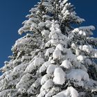 Baum im Himmel