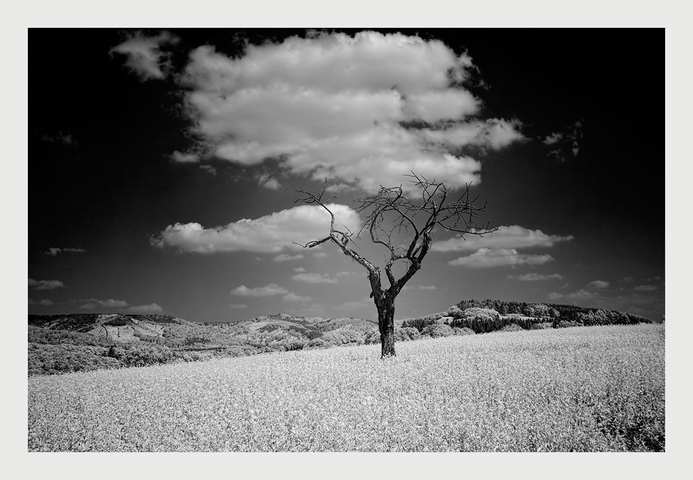 Baum im Himmel