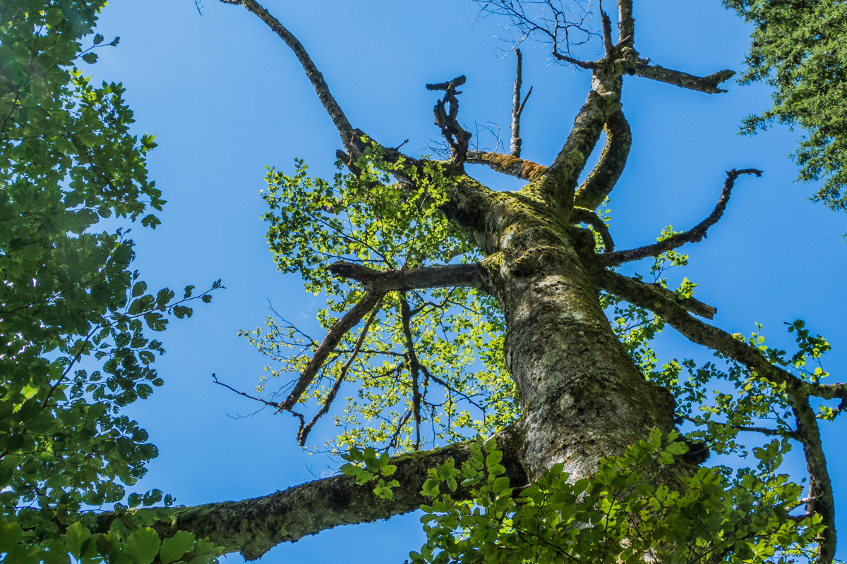 Baum im Himmel