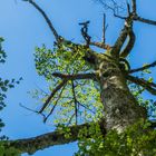 Baum im Himmel