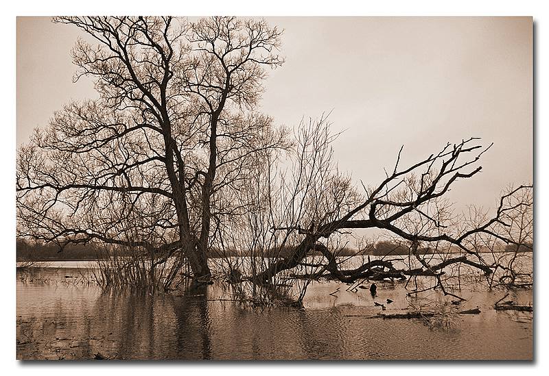 Baum im Hochwasser