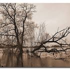 Baum im Hochwasser