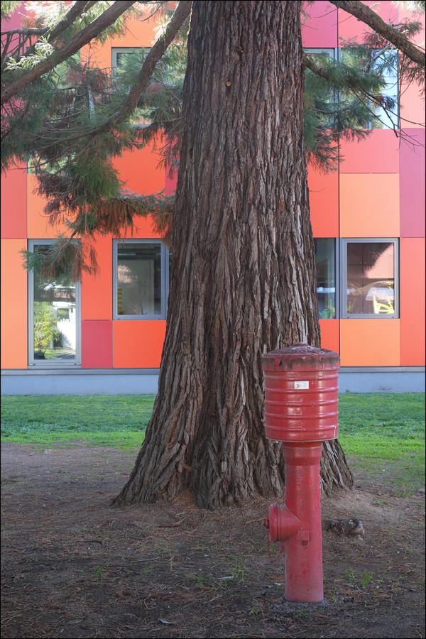 Baum im Hof teilweise verdeckt von einem Hydranten