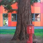 Baum im Hof teilweise verdeckt von einem Hydranten