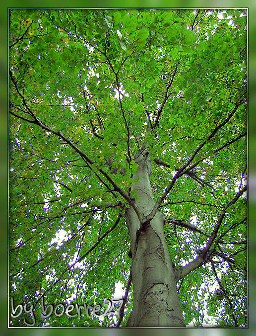 Baum im Hofgarten Bonn, 24.10.2008