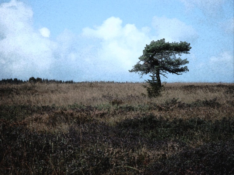 Baum im Hohen Venn