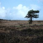 Baum im Hohen Venn