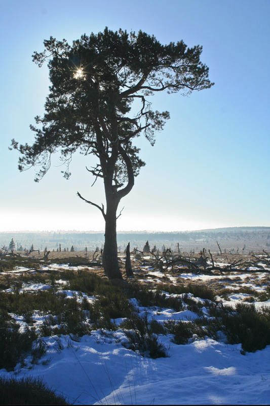 Baum im Hohen Venn