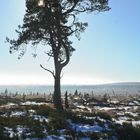 Baum im Hohen Venn