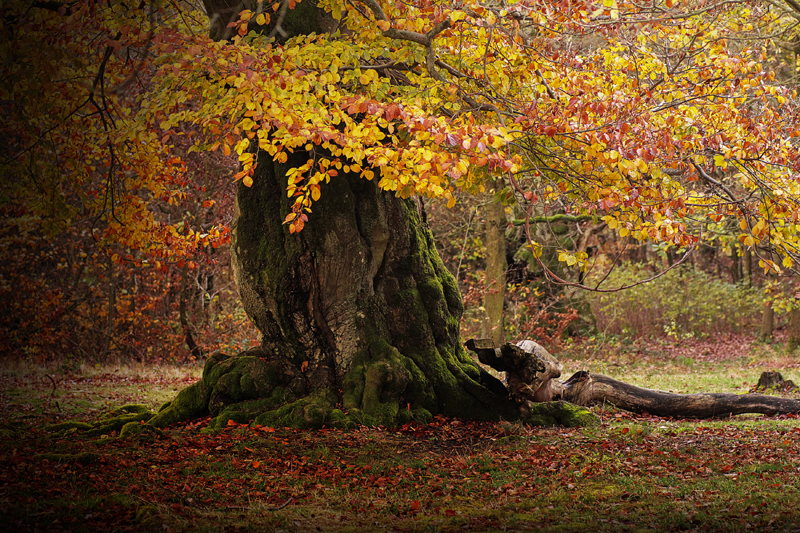 Baum im Hutewald