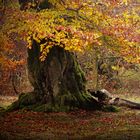 Baum im Hutewald