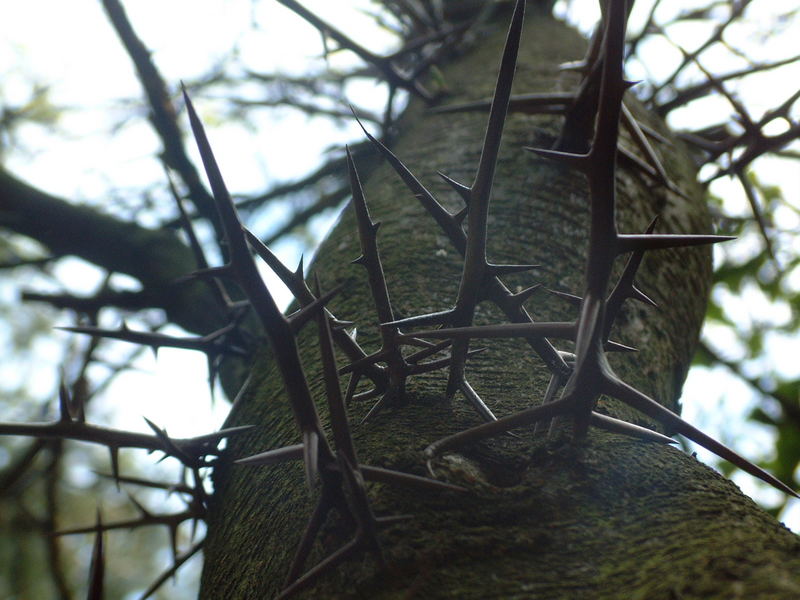 baum im igelspelz