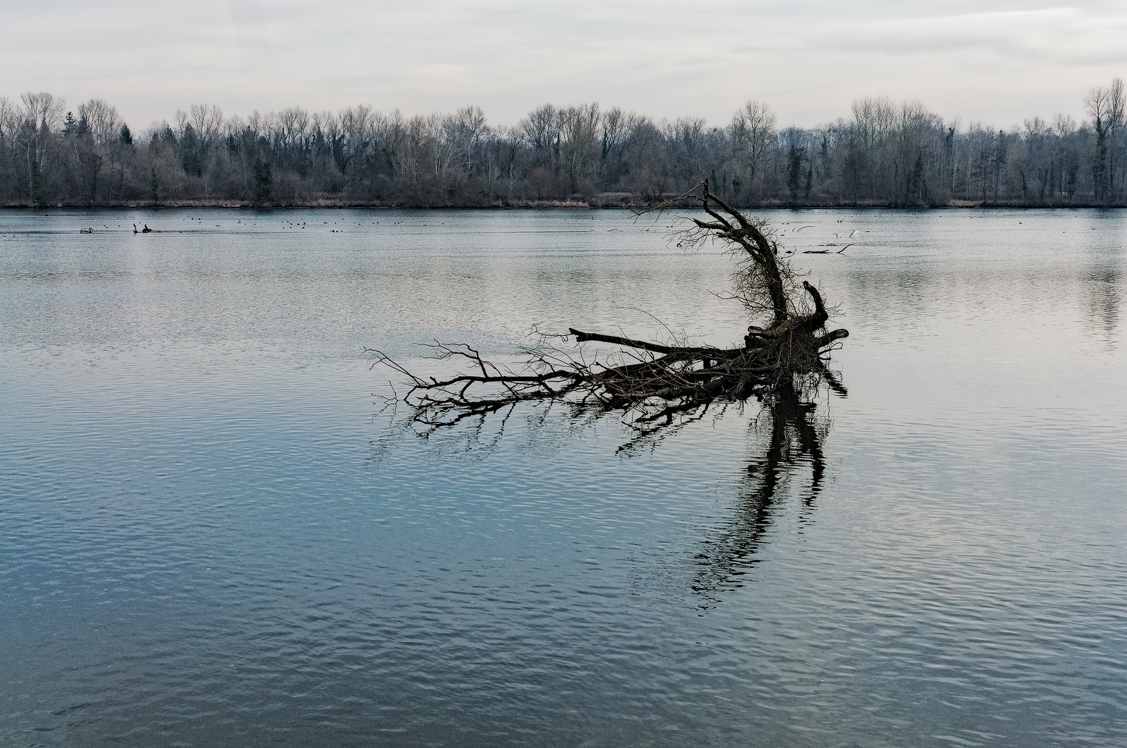 Baum im Ill-Kanal