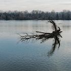 Baum im Ill-Kanal