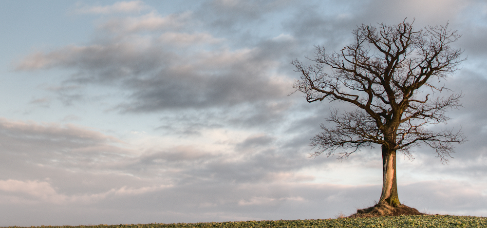 Baum im Januar